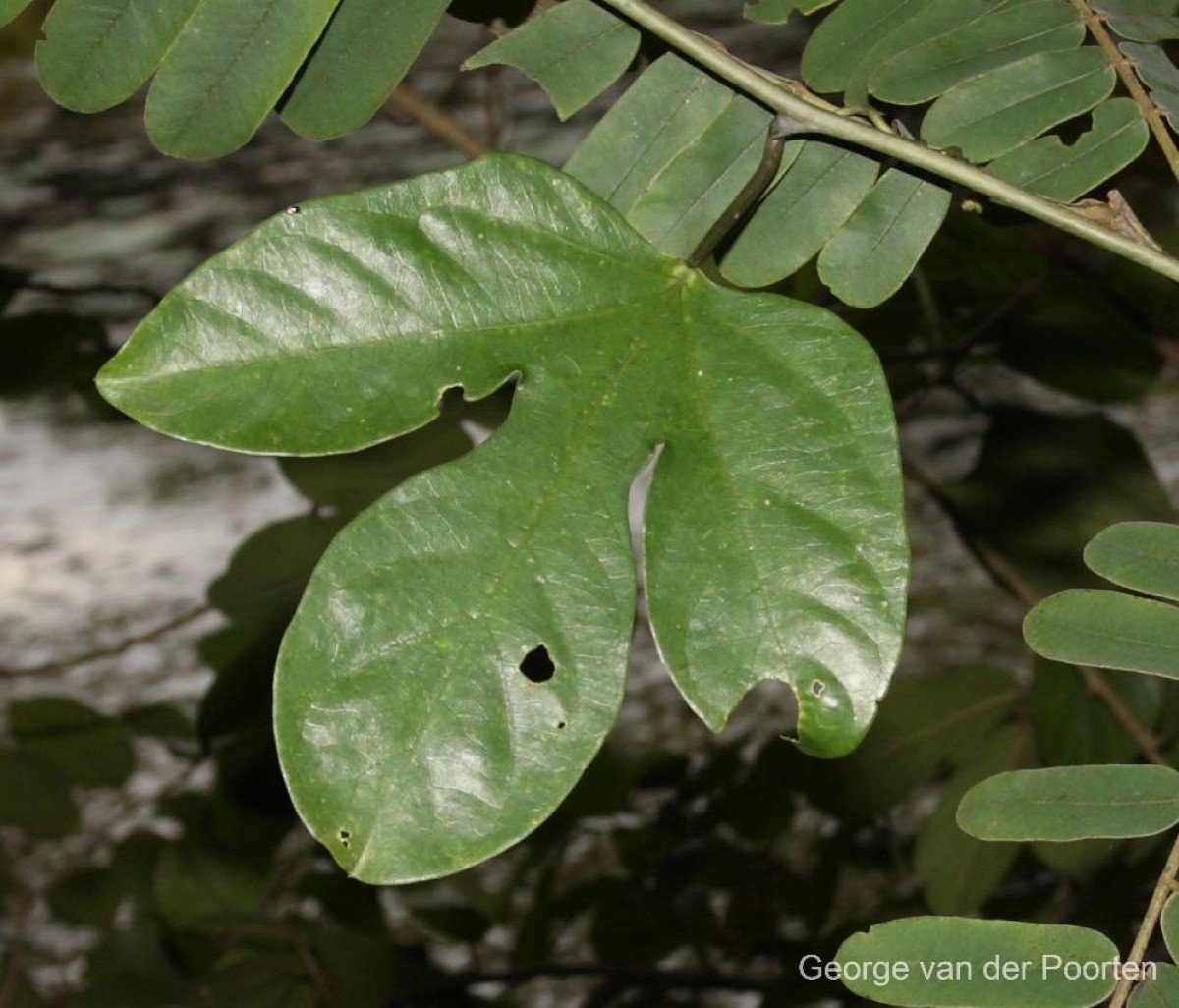 Adenia hondala (Gaertn.) W.J.de Wilde